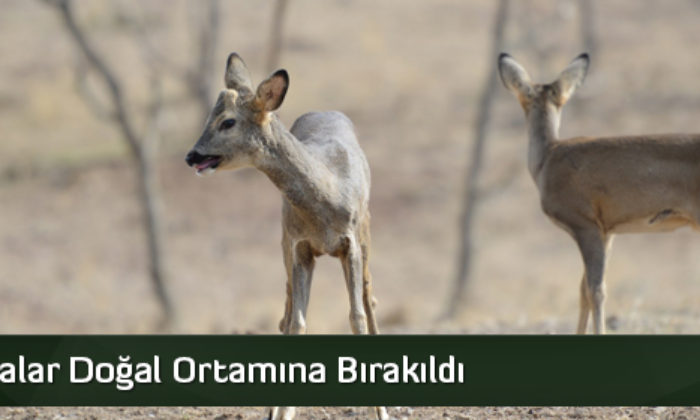 Karacalar Doğal Ortamına Bırakıldı