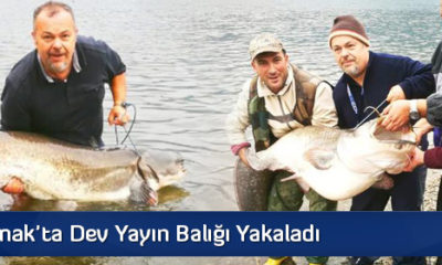 Kızılırmak’ta Dev Yayın Balığı Yakaladı