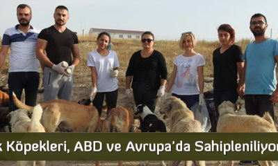 Sokak Köpekleri, ABD ve Avrupa’da Sahipleniliyor