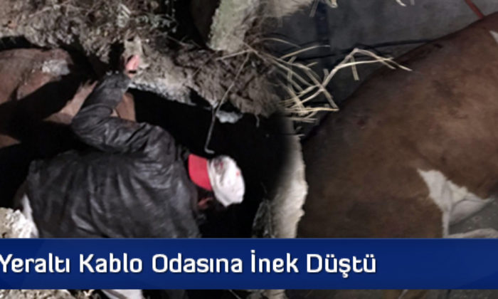 Yeraltı Kablo Odasına İnek Düştü