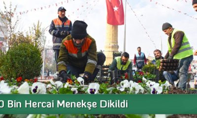 50 Bin Hercai Menekşe Dikildi