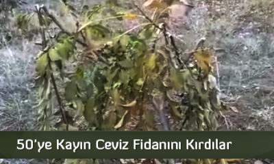 50’ye Kayın Ceviz Fidanını Kırdılar