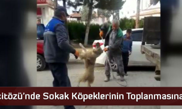 Mecitözü’nde Sokak Köpeklerinin Toplanmasına Tepki