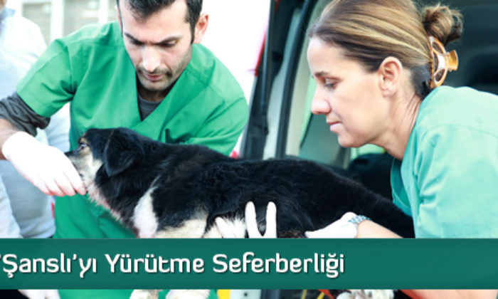 ‘Şanslı’yı Yürütme Seferberliği