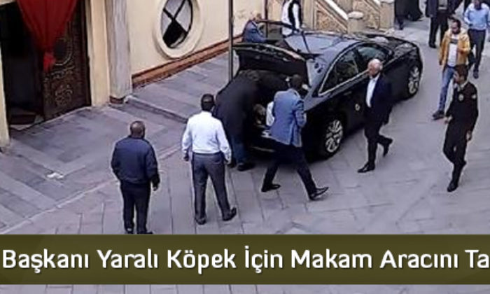 Belediye Başkanı Yaralı Köpek İçin Makam Aracını Tahsis Etti