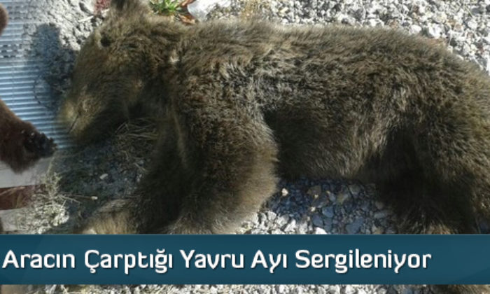  Aracın Çarptığı Yavru Ayı Sergileniyor  