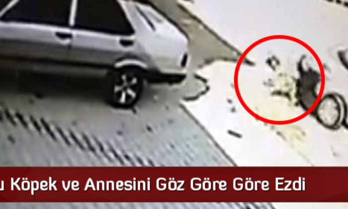 Yavru Köpek ve Annesini Göz Göre Göre Ezdi