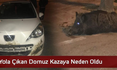Yola Çıkan Domuz Kazaya Neden Oldu