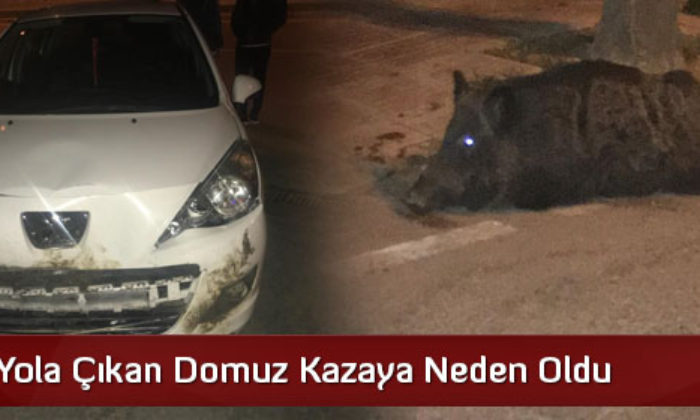 Yola Çıkan Domuz Kazaya Neden Oldu