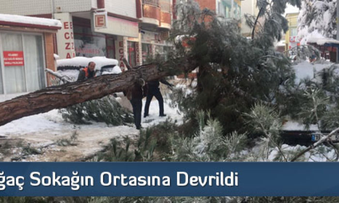 Ağaç Sokağın Ortasına Devrildi