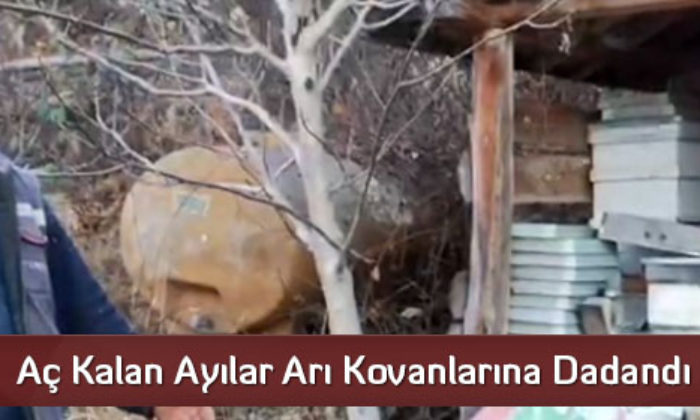 Aç Kalan Ayılar Arı Kovanlarına Dadandı