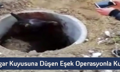 Rögar Kuyusuna Düşen Eşek Operasyonla Kurtarıldı