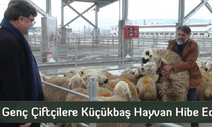 Genç Çiftçilere Küçükbaş Hayvan Hibe Edildi