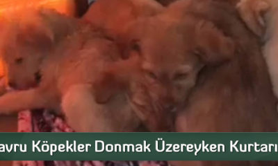 Donmak Üzere Olan Yavru Köpeklere Belediye Sahip Çıktı