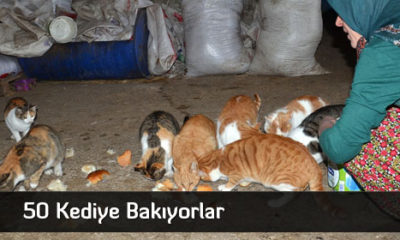 50 Kediye Bakıyorlar  