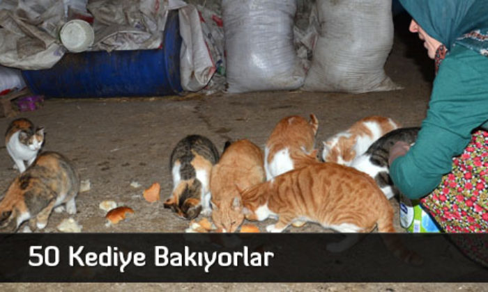 50 Kediye Bakıyorlar  