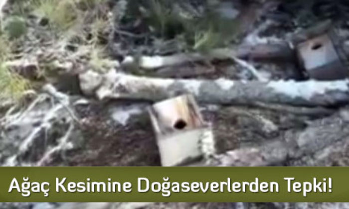 Ağaç Kesimine Doğaseverlerden Tepki!