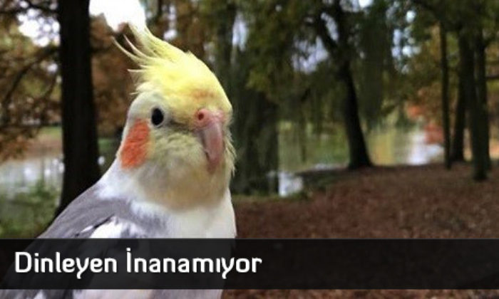 Dinleyen İnanamıyor