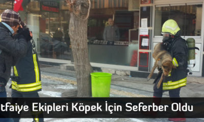 İtfaiye Ekipleri Köpek İçin Seferber Oldu