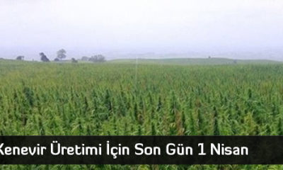 Kenevir Üretimi İçin Son Gün 1 Nisan