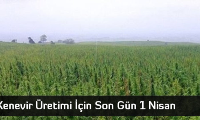 Kenevir Üretimi İçin Son Gün 1 Nisan