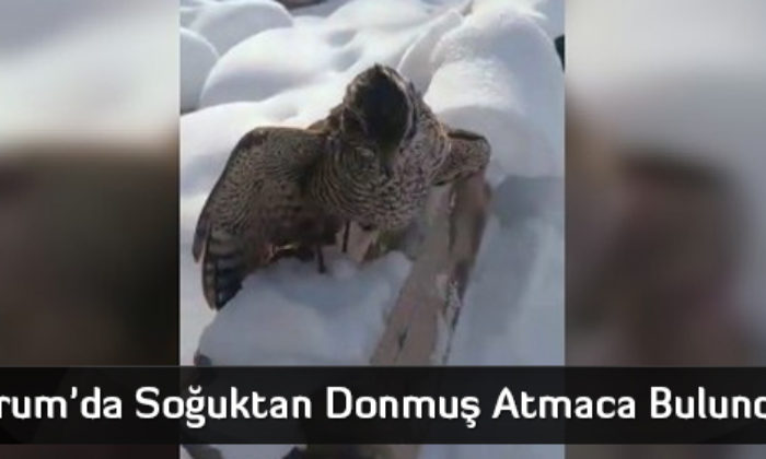 Çorum’da Soğuktan Donmuş Atmaca Bulundu