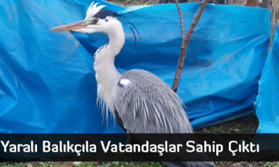 Yaralı Balıkçıla Vatandaşlar Sahip Çıktı  