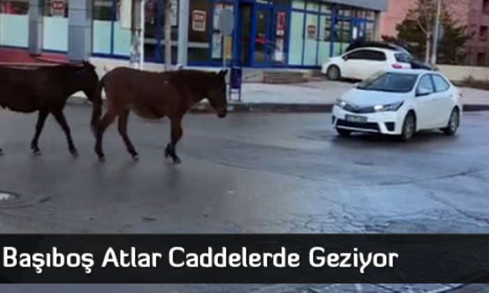 Başıboş Atlar Caddelerde Geziyor