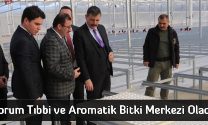 Çorum Tıbbi ve Aromatik Bitki Merkezi Olacak