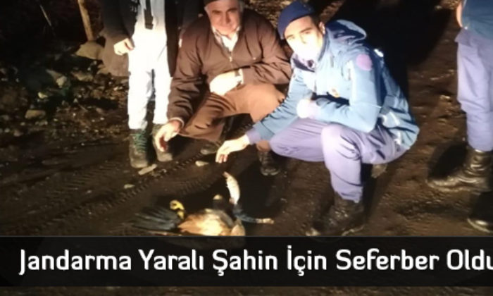 Jandarma Yaralı Şahin İçin Seferber Oldu  