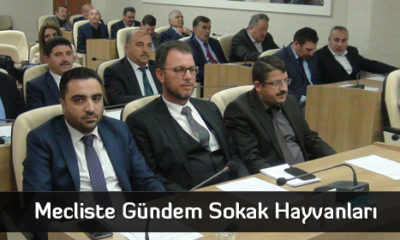Mecliste Gündem Sokak Hayvanları