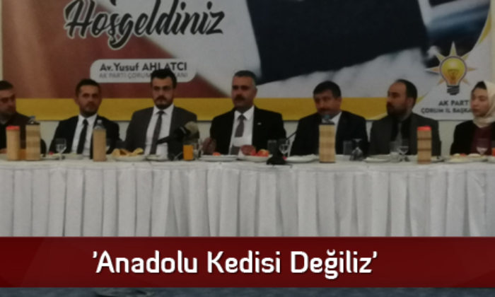 ‘Anadolu Kedisi Değiliz’