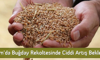 Çorum’da Buğday Rekoltesinde Ciddi Artış Bekleniyor  