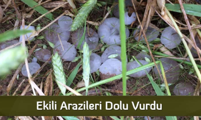Ekili Arazileri Dolu Vurdu  