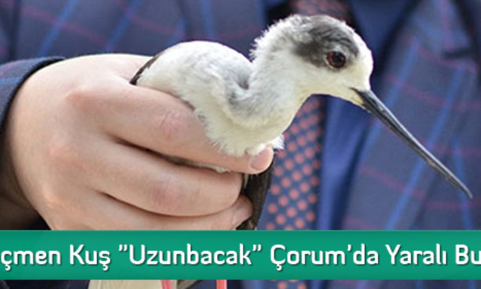 Göçmen Kuş “Uzunbacak” Çorum’da Yaralı Bulundu