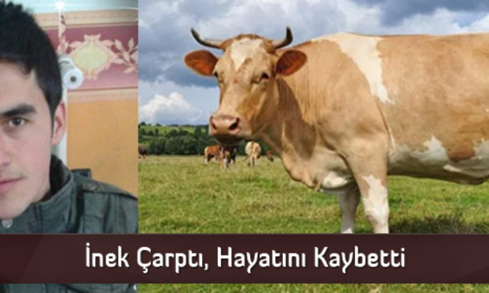 İnek Çarptı, Hayatını Kaybetti  