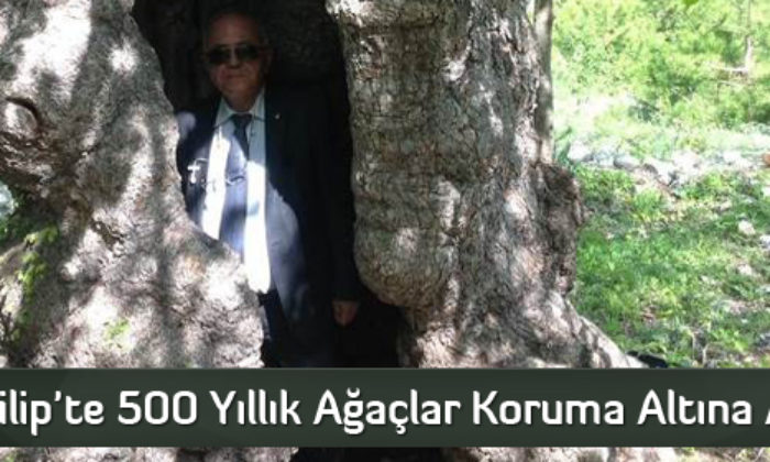 İskilip’te 500 Yıllık Ağaçlar Koruma Altına Alındı  