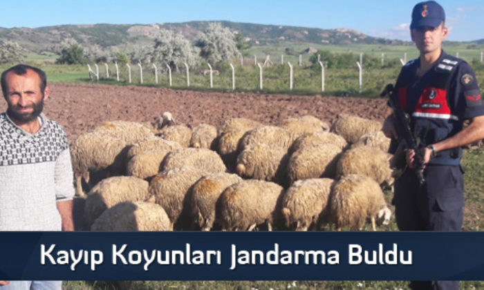 Kayıp Koyunları Jandarma Buldu  