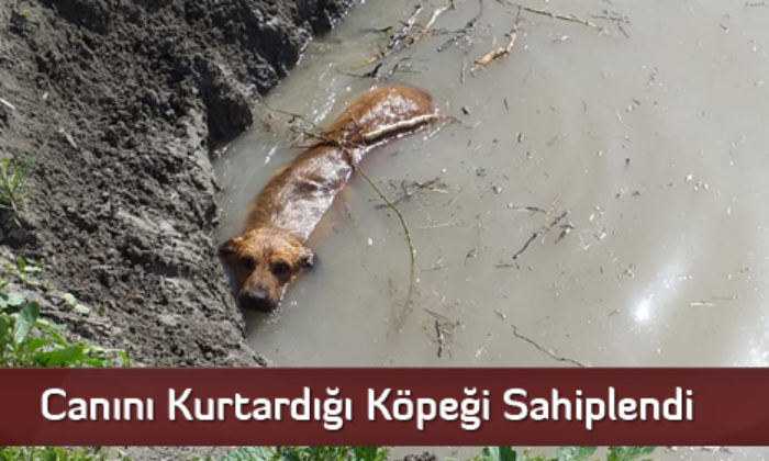 Canını Kurtardığı Köpeği Sahiplendi