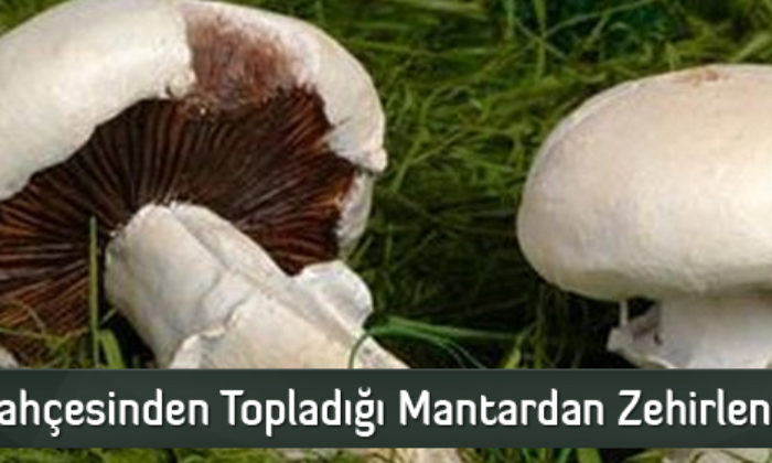 Bahçesinden Topladığı Mantardan Zehirlendi
