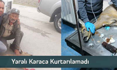 Yaralı Karaca Kurtarılamadı  