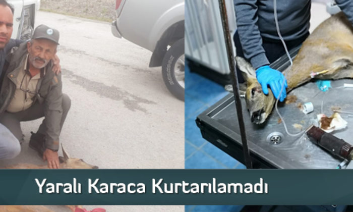 Yaralı Karaca Kurtarılamadı  