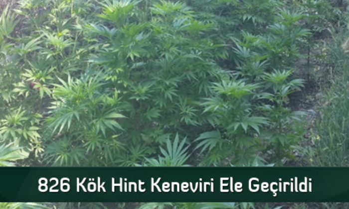 826 Kök Hint Keneviri Ele Geçirildi