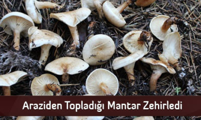 Araziden Topladığı Mantar Zehirledi