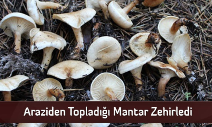 Araziden Topladığı Mantar Zehirledi