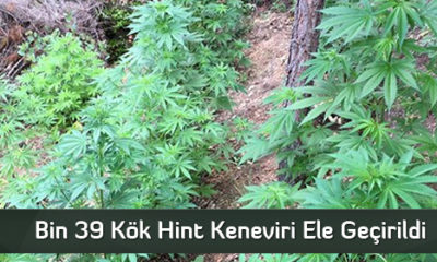 Bin 39 Kök Hint Keneviri Ele Geçirildi