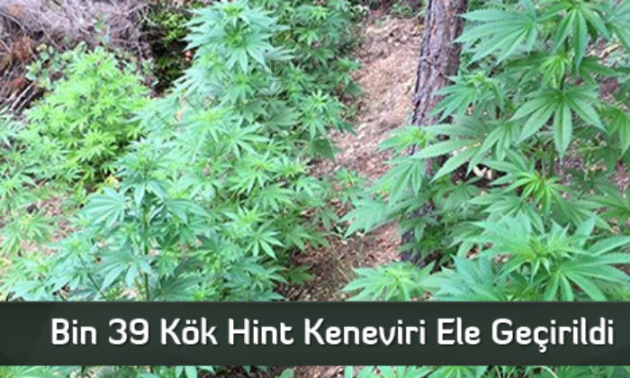 Bin 39 Kök Hint Keneviri Ele Geçirildi