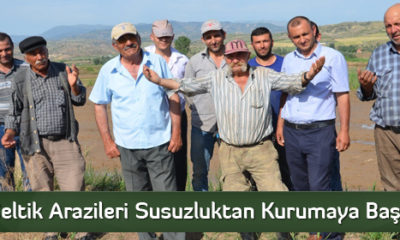 Çeltik Arazileri Susuzluktan Kurumaya Başladı  