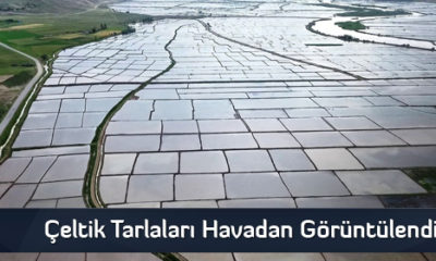 Çeltik Tarlaları Havadan Görüntülendi