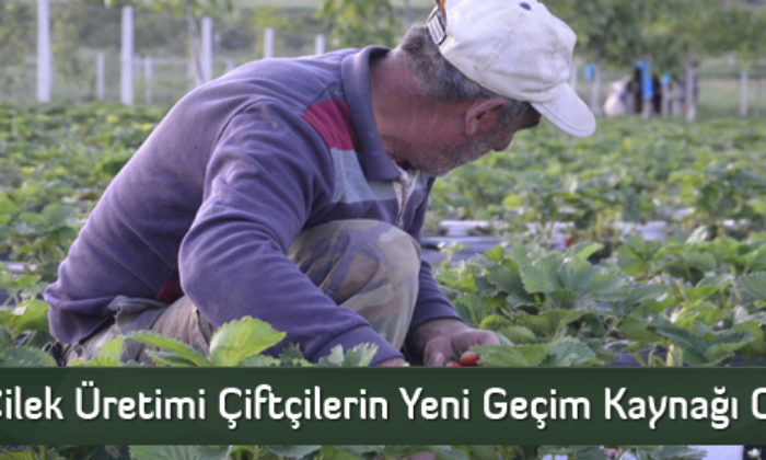 Çilek Üretimi Çiftçilerin Yeni Geçim Kaynağı Oldu
